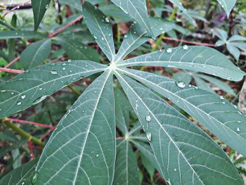 Close-up of raindrops on leaves