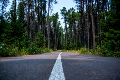 Road amidst trees in forest