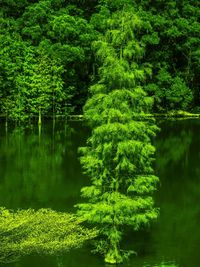 Reflection of trees in pond