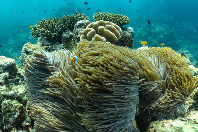 Close-up of coral in sea