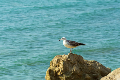 Seagull perching on rock by sea