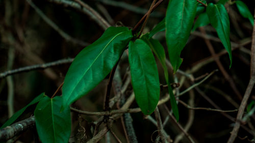 Close-up of insect on plant