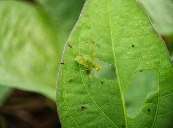 Close-up of insect on leaf