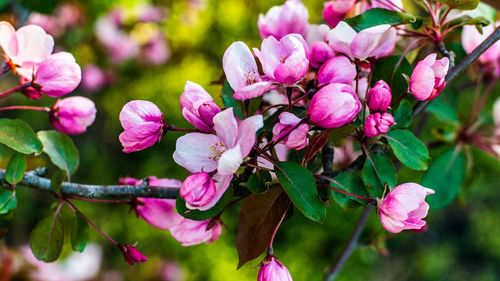 Close-up of pink bougainvillea blooming on tree