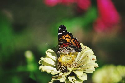 Close-up of butterfly pollinating on flower