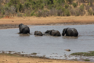 View of elephant in the river