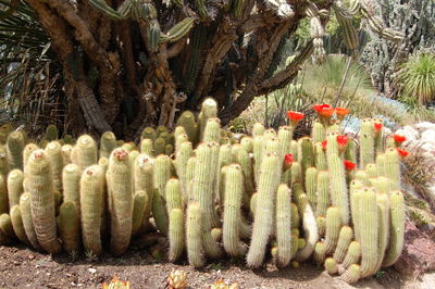 Cactus growing on tree trunk