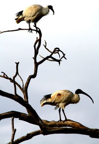 Low angle view of gray heron perching on branch against sky
