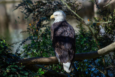 Bald eagle perching on tree