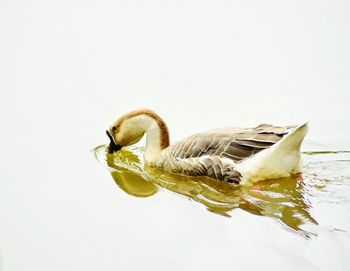 Close-up of duck swimming in water against white background