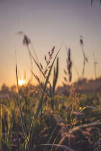 Close-up of stalks in field against sunset sky