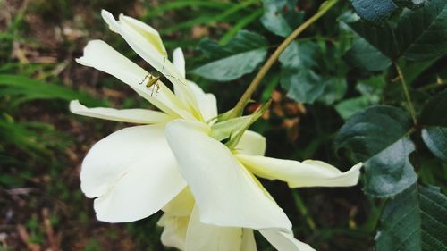 Close-up of white flowers blooming outdoors