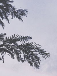 Low angle view of palm tree leaves against sky