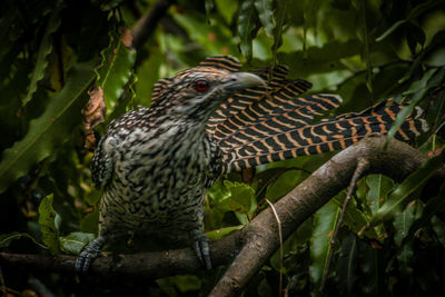 Close-up of a bird perching on branch