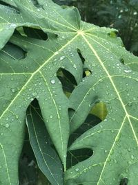 Close-up of raindrops on leaves