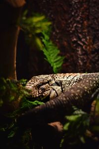 Close-up of lizard on tree