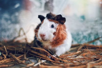 Close-up portrait of guinea pig