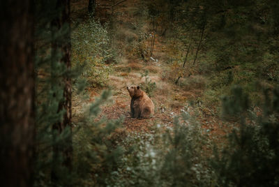 High angle view of bear seen through trees in forest