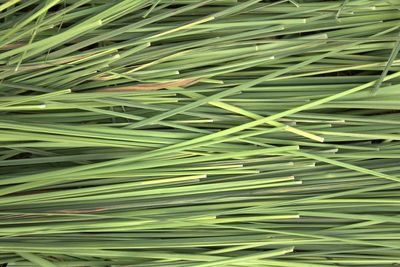 Full frame shot of palm leaves