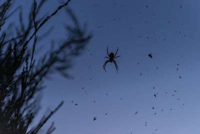 Low angle view of spider on web against sky