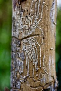 Close-up of tree trunk in forest