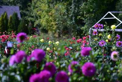 Close-up of pink flowering plants in park