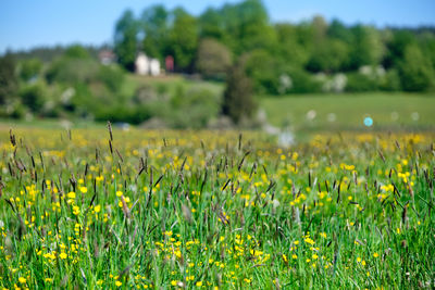 Scenic view of flowering plants on field