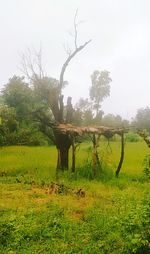 Trees on field against sky