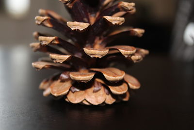 Close-up of leaves on table