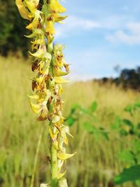 Close-up of plant growing on field against sky