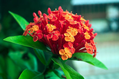 Close-up of red flowering plant