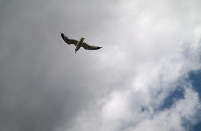 Low angle view of bird flying against sky