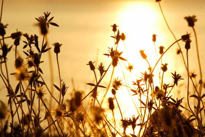 Close-up of silhouette flowering plants on field against sky during sunset