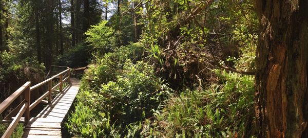 View of trees in forest