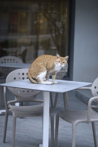 Cat sitting on chair at home