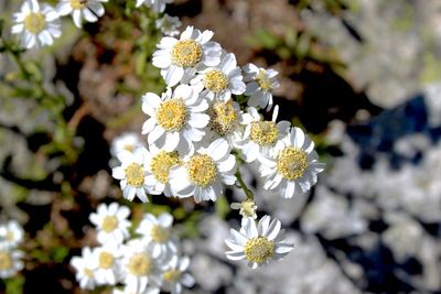 Close-up of white cherry blossom