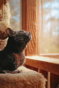 Close-up of a cat looking away at home