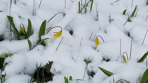 Snow covered plants on field