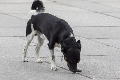 Dog on floor