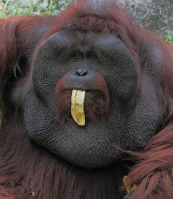 Close-up portrait of face orang utan eating