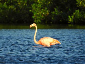 View of bird in lake