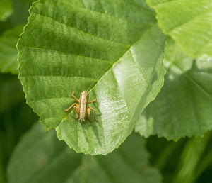 Close-up of insect on leaf