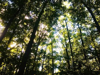 Low angle view of bamboo trees in forest