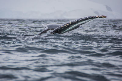 Close-up of turtle swimming in sea against sky