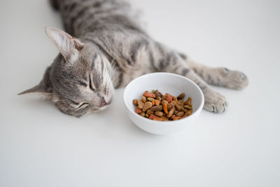 Close-up of cat