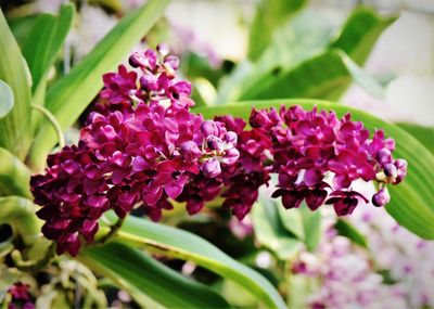 Close-up of pink flowering plant