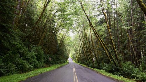 Road amidst trees in forest