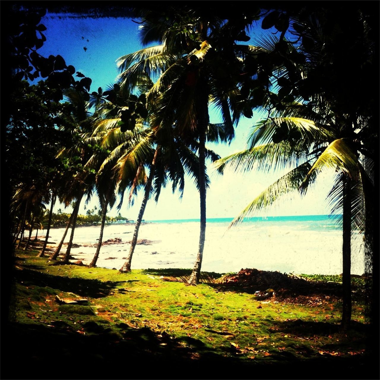 sea, water, horizon over water, tranquility, tranquil scene, scenics, beach, beauty in nature, blue, tree, nature, shore, sky, growth, tree trunk, idyllic, grass, sunlight, sand, palm tree