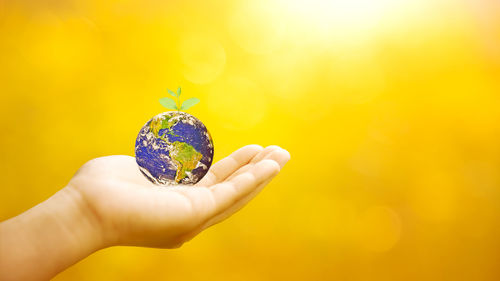 Close-up of human hand holding yellow flower