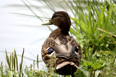 Rear view of duck